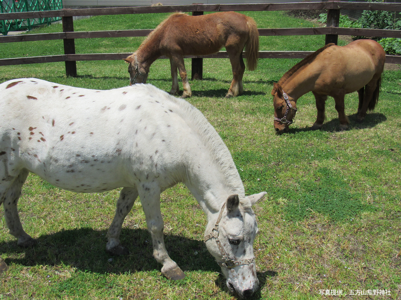 五方山熊野神社の神馬（午年特別初詣企画）